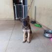 Kiara, Perro Pastor Alemán