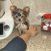 Poppy, Yorkshire Terrier