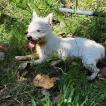 Molly, West highland white terrier