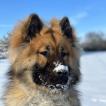 Usagi, Eurasier