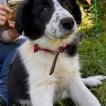 Roma, Border Collie