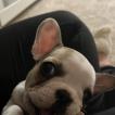 Supchak, Bouledogue Français