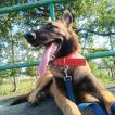 Minks, Pastor Belga Malinois