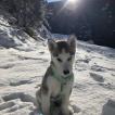 Nala, Husky Siberiano