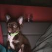 ULYSS, Chihuahua