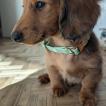 Beethoven, Dachshund