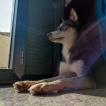 Maya, Husky Siberiano