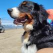 Apolo, Bernese Cattle Dogs