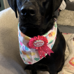 Harmony, Labrador Retriever