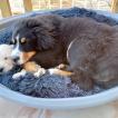 Ludo, Bernese Cattle Dogs