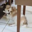 Noah, Keeshond