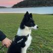 Hera, Border Collie