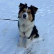 Uzo, Australian Shepherd