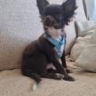 Bob, Chihuahua langhaariger Schlag