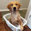 Dandie, Golden Retriever