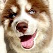 Hunter, Husky Siberiano