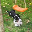 Guismo, Border Collie