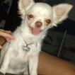 Dudu, Chihuahua langhaariger Schlag