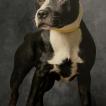 Ukee, Staffordshire Bull Terrier