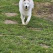 Luna, Samoyedo