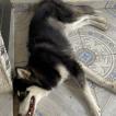 Haru, Husky Siberiano