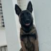 LUNA, Pastor Belga Malinois