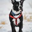 Bosko, Boston Terrier