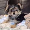 Choupinette, Yorkshire Terrier