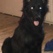 Urane, German Shepherd Dog