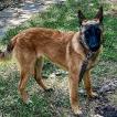 Zara, Malinois Shepherd Dog