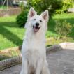 Milo, White swiss Shepherd Dog