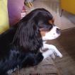 Frida, Cavalier King Charles spaniel