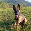 Kiara, Malinois