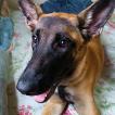 Pandora, Malinois Shepherd Dog