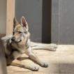 Grey, Czeslovakian Wolfdog