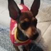 Cacau, Pinscher