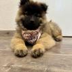 Naoki, Eurasier