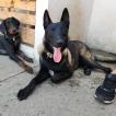 Floyd, Pastor Belga Malinois