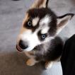 VOLTA, Siberian Husky