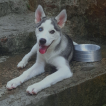 Nick, Husky Siberiano