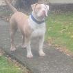 Honey, American bulldog