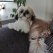 UDENN, Shih Tzu