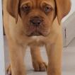 THEO, Dogue Bordeaux