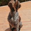 Tritón, German Shorthaired Pointer