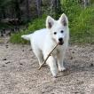 Volta, White swiss Shepherd Dog