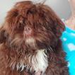 Toddy, Shih Tzu