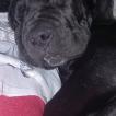 Morocho, Cane Corso