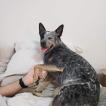 Dorak, Australischer Treibhund