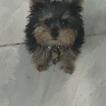 Malvido, Yorkshire Terrier