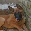 Tyson, Belgian Shepherd Dog